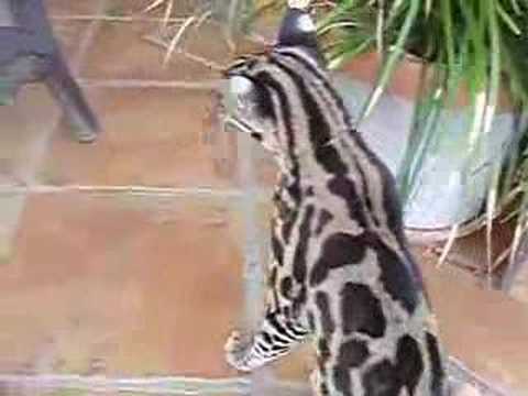 Margay attacks Human