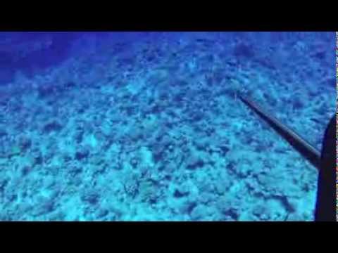 Spearfishing in Atiu, Cook Islands