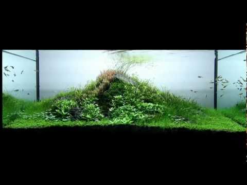 SuperWen's 2012 Aquascape - Untitled