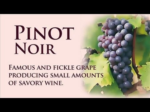 Pinot Noir: Wine Dictionary w/Lettie Teague