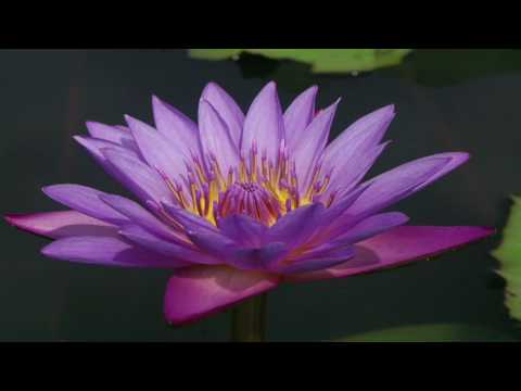 Padma Meditation Breathing 1 (audio only)