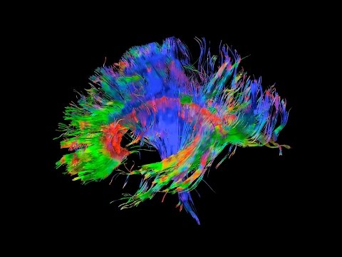 Lecture 3: The Structure of the Neocortex