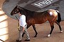 5 million dollar sale for the Half brother to Black Caviar up for auction as Lot 131 at the Easter Yearling Sales in Sydney today.He is the half-brother to Black Caviar, the world champion sprinter and the best female thoroughbred the world has seen, and half-brother to All Too Hard.
Photography Brendan Esposito
smh,9th April,2013