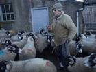 Counting sheep: As flocks are brought down off freezing hillsides, reports are once again starting to come in of missing livestock