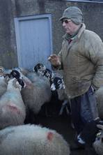 Sheep rustling: Fleecing the countryside