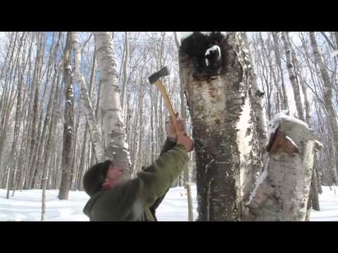 21st Century Long Hunter Harvesting Tinder Fungus (Chaga)