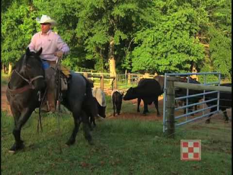 Working Cowboys and Cattle