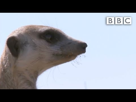 Ernesto, the snake-bitten meerkat's miraculous story - Planet Earth Live - BBC One