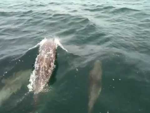 Timothy Spall's film of a huge pod of dolphins off the North Wales Coast.