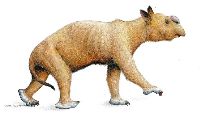 Diprotodon fossil