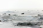 Seals dot the view of the Antarctic landscape of Australia's Scott Base, Antarctica. Shot during Operation DEEP FREEZE.