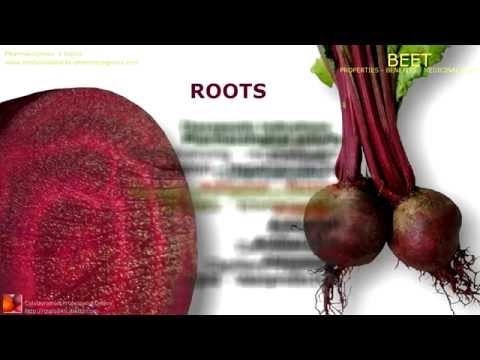 Beet benefits.Uses and medicinal properties. Beetroot, leaves and beet juice