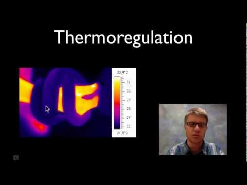 Thermoregulation