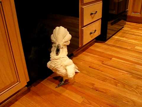 umbrella cockatoo going mad in kitchen floor.