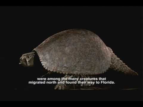 Pliocene Epoch - Florida Fossils: Evolution of Life and Land