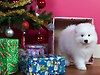 dog and pet and present and gift