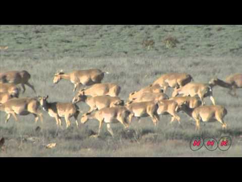 Saryarka - Steppe and Lakes of Northern Kazakhstan (UNESCO/NHK)