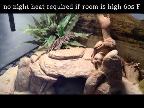 STEPPE RUNNER LIZARD Ultimate Care Guide!