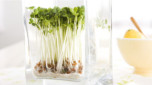 Grow your own salad sprouts