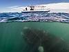 Tourist boat gets whalebombed