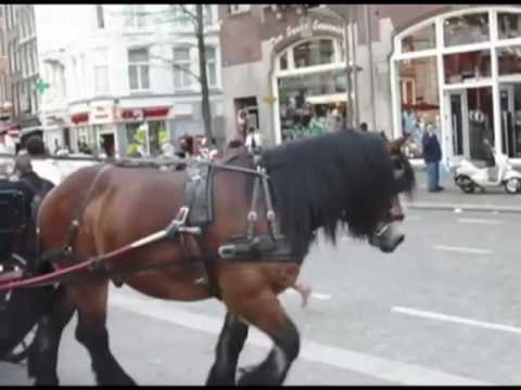 Horse & Carriage Amsterdam 2009