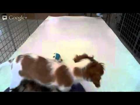 Star Yorkia Kennel -  Puppy Playtme:Male Cavalier Sensation & Male Yorkie Orlando Bloom