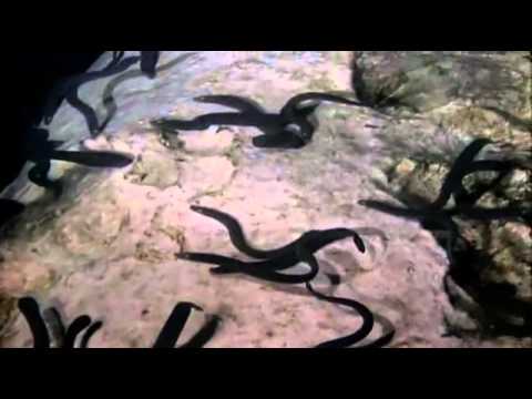 Eptatretus stoutii (Hagfish) feeding