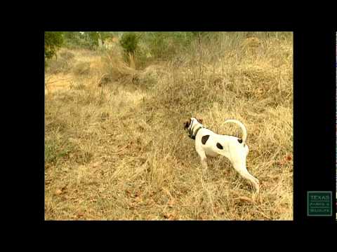 Quail Quandary - Texas Parks and Wildlife [Official]