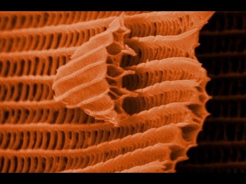 THIS IS A BUTTERFLY! (Scanning Electron Microscope) - Part 2 - Smarter Every Day 105