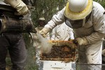 Beekeepers inspect hives at the honey-bee farm of Ahmed Zoarob, a Palestinian agronomist and on April 8, 2013. in Rafah in the southern Gaza Strip. The apiary s 450 bees produce some 4.000 kilos of honey every year, that are exclusively sold in the Gaza Strip.Photo by  Ahmed Deeb / WN