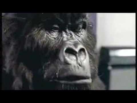 Cadbury's Gorilla Advert Aug 31st 2007