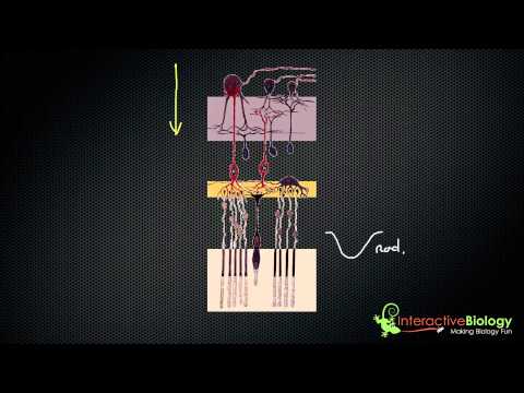 032 Visual Processing in the Retina