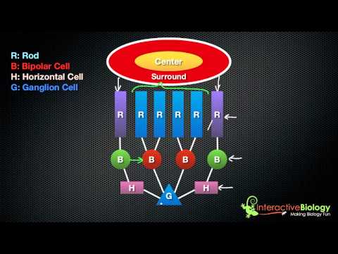 035 On Center, Off Surround Ganglion Cells