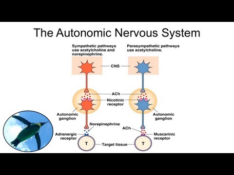 Autonomic Nervous System