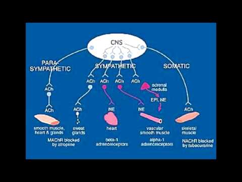 Central & Peripheral Nervous System Receptors - Cholinergic & Adrenergic