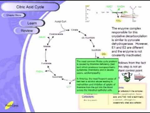 Citric acid cycle