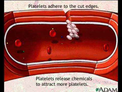 Blood clotting   Anatomy Video  MedlinePlus Medical Encyclopedia