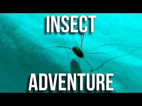 Insect Adventure, Part One