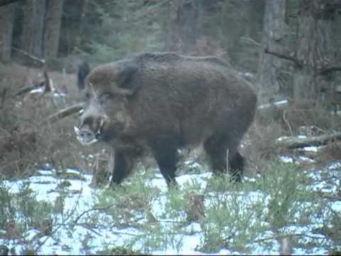 Borninfreedom film deel 1.Veluwe