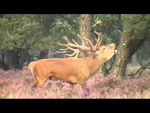 Hoge Veluwe Edelherten bronst 22 sept 2013