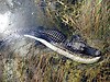 alligator eats burmese python