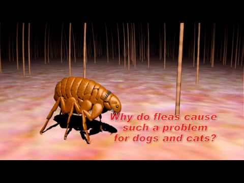 Understanding Flea and Tick Control