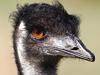 Emu rider used animals as gym gear