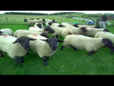 Suffolk sheep trip 2007 to scotland