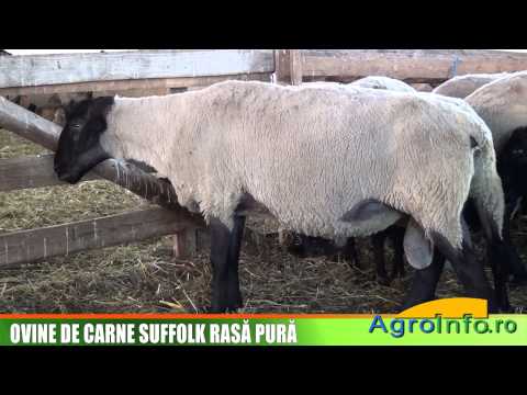 Ovine de carne Suffolk rasa pura