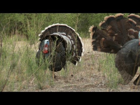 National Wild Turkey Federation - Conservation Field Notes with Steven Rinella