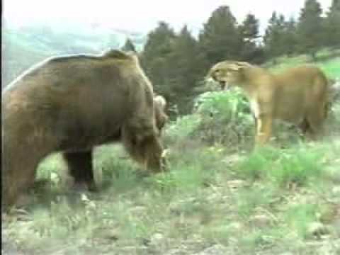 GIANT BEAR ATTACKS BIG COUGAR IN A COUGAR VS BEAR FIGHT CAUGHT ON VIDEO