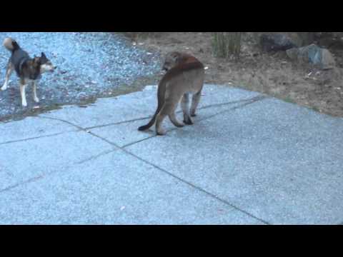 Hungry Cougar vs brave dogs, Highlands, Victoria