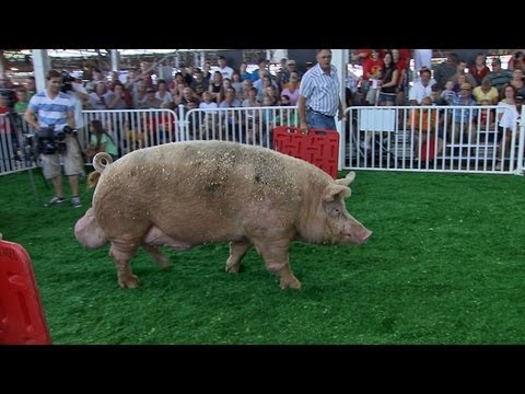 Big Animals of the Fair | Iowa State Fair 2012