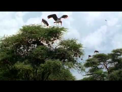 Full documentary Wildlife africa savannah 2014